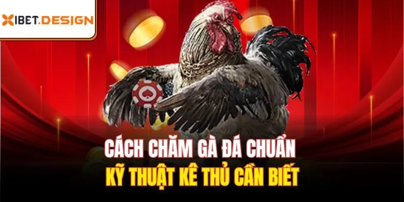 Cách chăm gà đá chuẩn kỹ thuật kê thủ cần biết