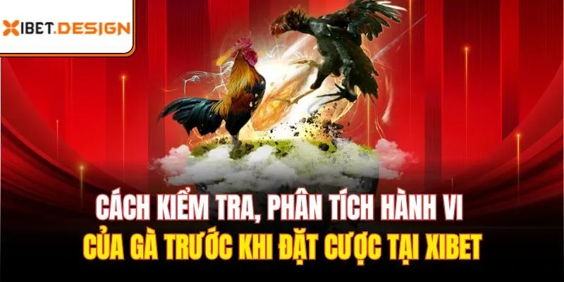 Cách kiểm tra, phân tích hành vi của gà trước khi đặt cược tại Xibet