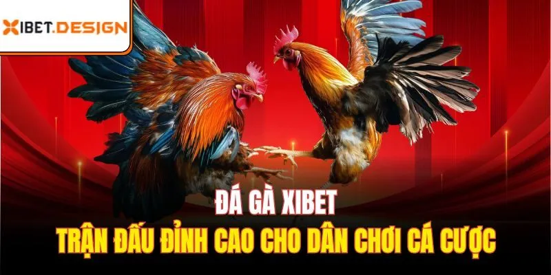 Đá gà xibet là gì? Vì sao lại được yêu thích rộng rãi trên thị trường?