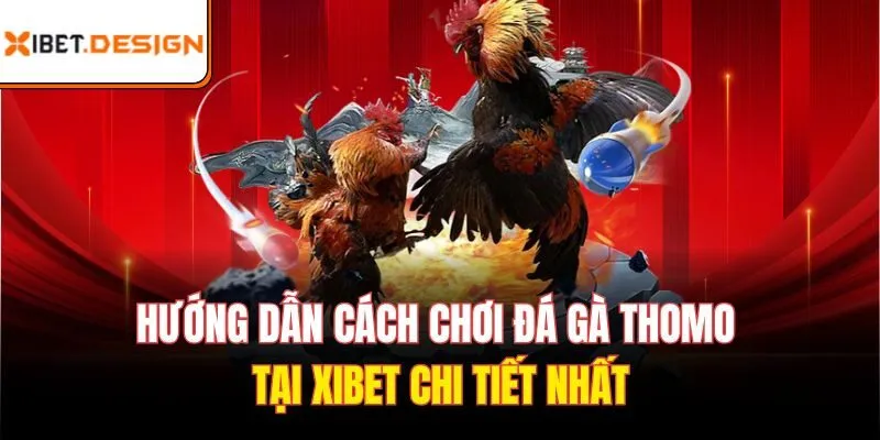 Hướng dẫn cách chơi Đá gà Thomo tại Xibet chi tiết nhất