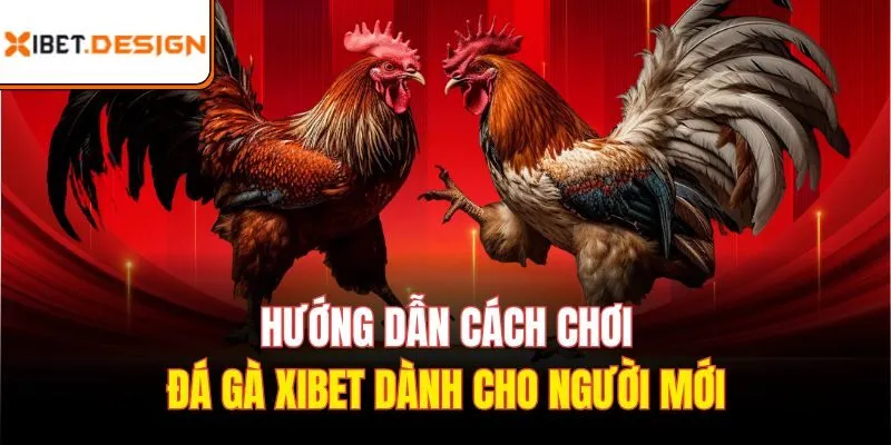 Hướng dẫn cách chơi đá gà xibet dành cho người mới