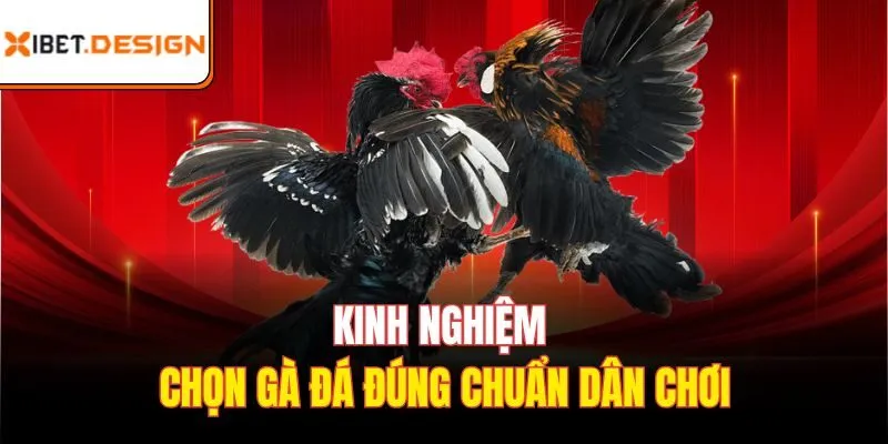 kinh nghiệm chọn gà đá