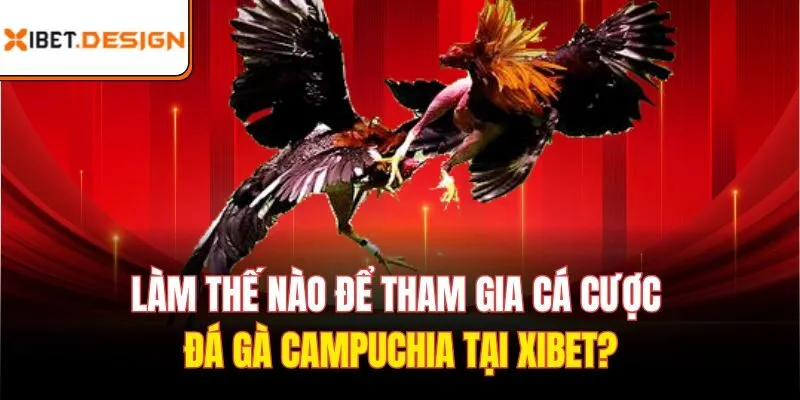 Làm thế nào để tham gia cá cược Đá gà Campuchia tại Xibet?