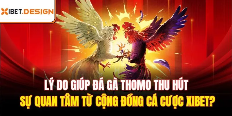 Lý do Đá gà Thomo thu hút sự quan tâm từ cộng đồng cá cược Xibet?
