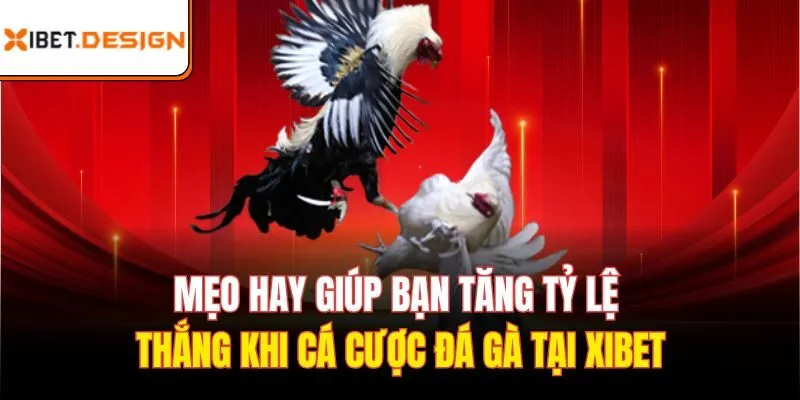 Mẹo hay giúp bạn tăng tỷ lệ thắng khi cá cược đá gà tại Xibet