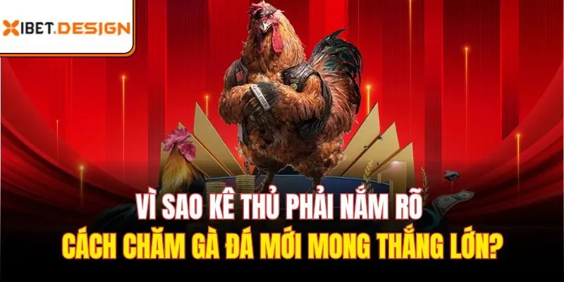 Vì sao kê thủ phải nắm rõ Cách chăm gà đá mới mong thắng lớn?